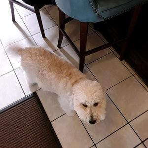 Meet your Posher, Brandy